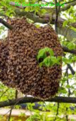 The Beekeeper And The Thief