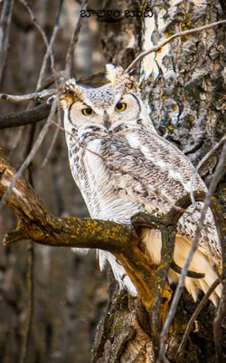 బాల్యం బందీ