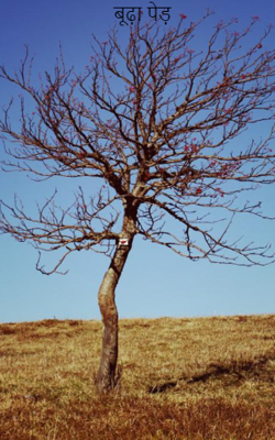 बूढ़ा पेड़
