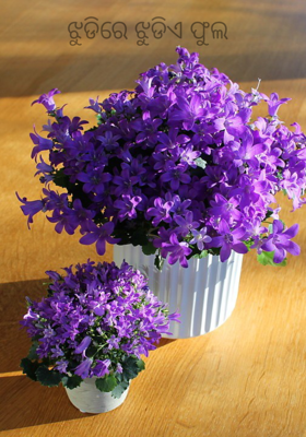 ଝୁଡିରେ ଝୁଡିଏ ଫୁଲ 