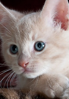 ପୁଷି କ୍ୟାଟ 