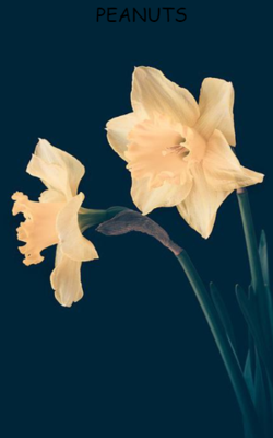 Peanuts