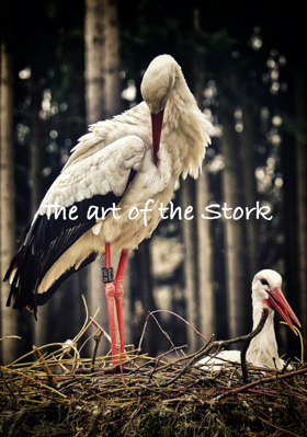 The art of the Stork