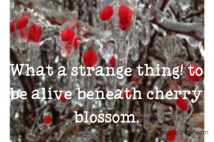 What a strange thing! to be alive beneath cherry blossom.
