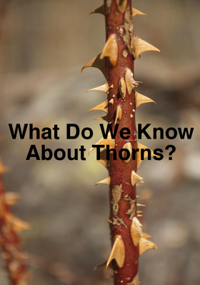 What Do We Know About Thorns?