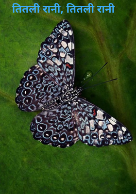 तितली रानी, तितली रानी