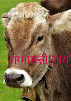 गग्गामन्नी(गाय)