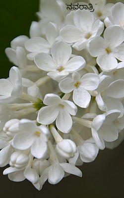 "ನವರಾತ್ರಿ"