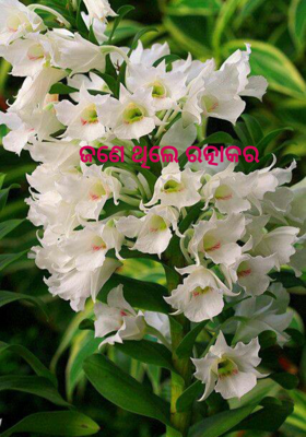 ଜଣେ ଥିଲେ ରତ୍ନାକର