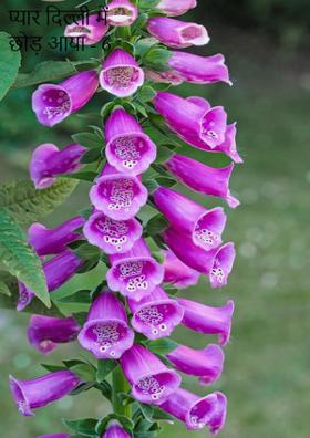 प्यार दिल्ली में छोड़ आया - 6