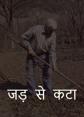 जड़ से कटा