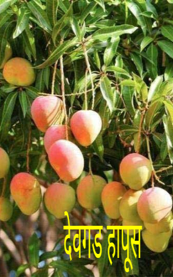 देवगड हापूस