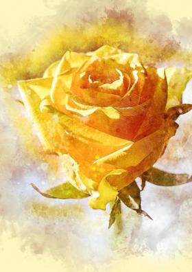 ବାସିଫୁଲ