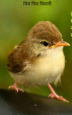 चिव चिव चिमणी