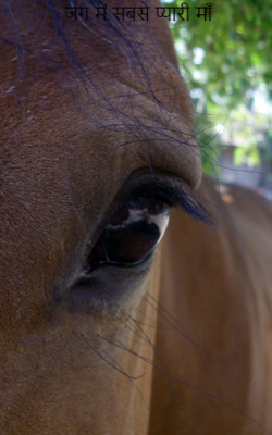 जग में सबसे प्यारी माँ