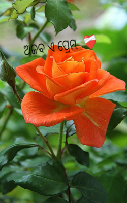 ଅଜବ ଏ ପ୍ରେମ.