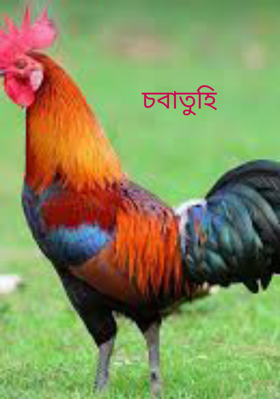 চবাতুহি