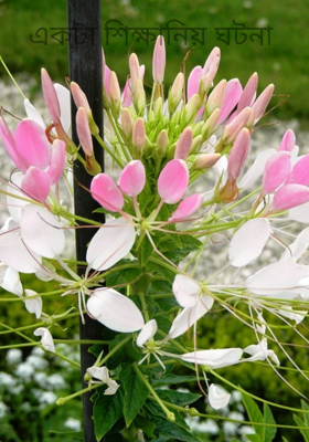 একটা শিক্ষানিয় ঘটনা