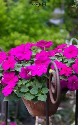 अनुष्ठान