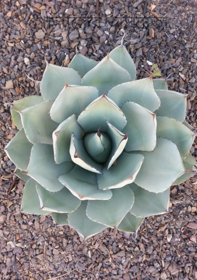 গোলাপের অসুস্থতা