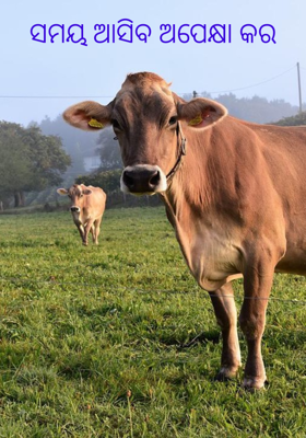 ସମୟ ଆସିବ ଅପେକ୍ଷା କର