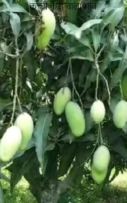 कच्ची कैरी वाला गांव