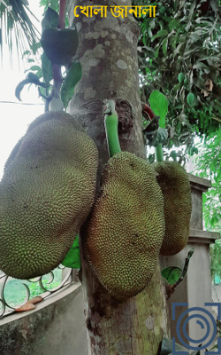 খোলা জানালা