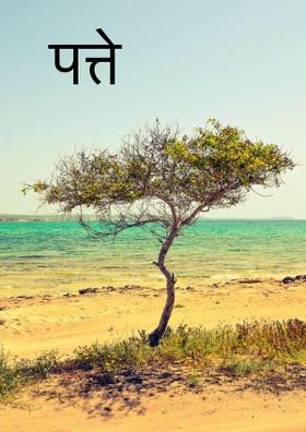 पत्ते
