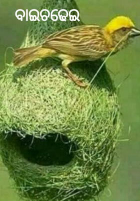 ବାଇଚଢେଇ