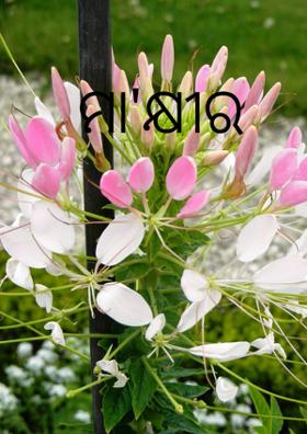 ମା'କ୍ଷୀର