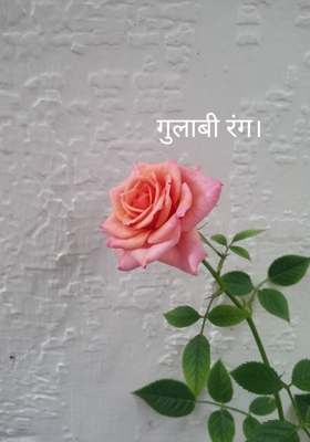 गुलाबी रंग