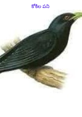 కోకిల పని