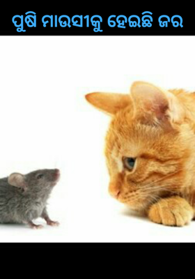 ପୁଷି ମାଉସୀକୁ ହେଇଛି ଜର