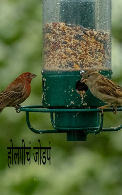 होलगीचं जोडपं