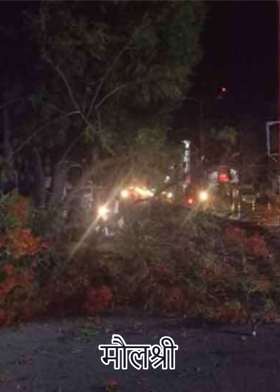 मौलश्री