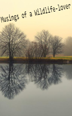 Musings of a Wildlife-lover