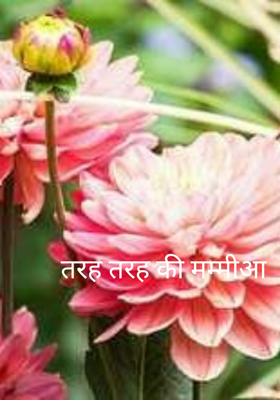 तरह तरह की मम्मियां