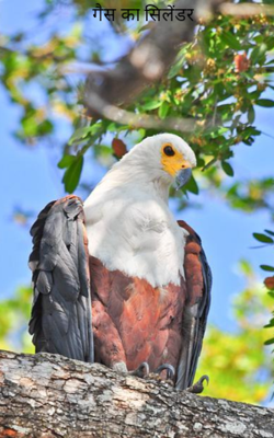 गैस का सिलेंडर