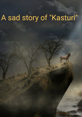 A sad story of Kasturi