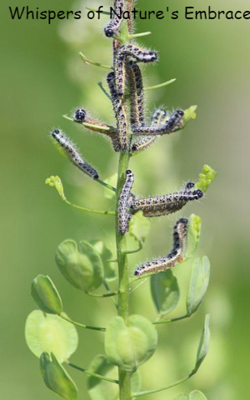 Whispers of Nature's Embrace