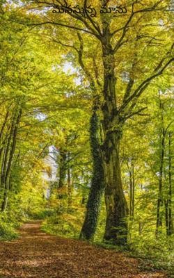 మనసున్న మాను