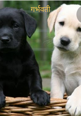 गर्भवती