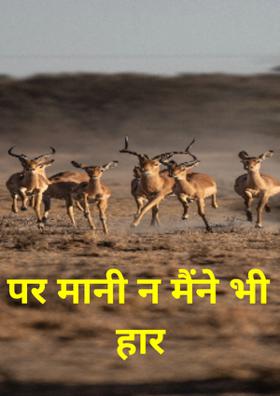 पर मानी न मैंने भी हार