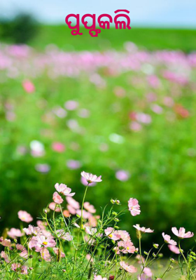 ପୁଷ୍ପକଲି