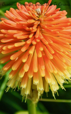 Business Down In India Due To Corona