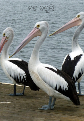 ବଗ ବଗୁଲି