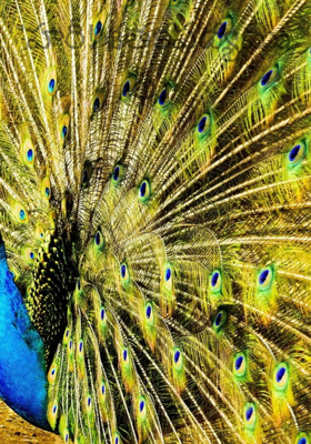 'హరీ!'శతకపద్యములు