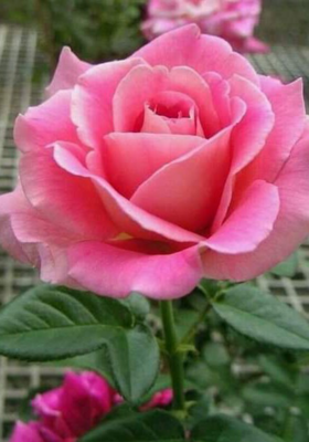 यादगार खुशी के पल