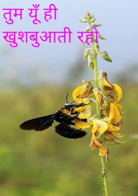 तुम यूँ ही खुशबुआती रहो