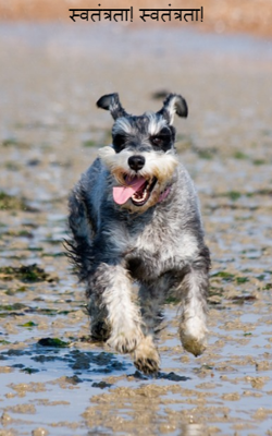 स्वतंत्रता! स्वतंत्रता!